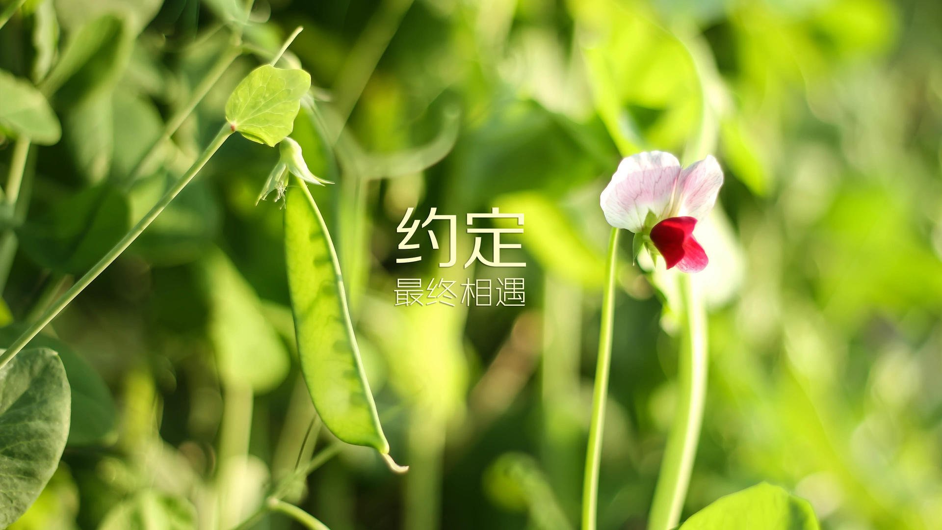 德甲激烈对抗，教练强调团队合作，德甲各俱乐部现任教练